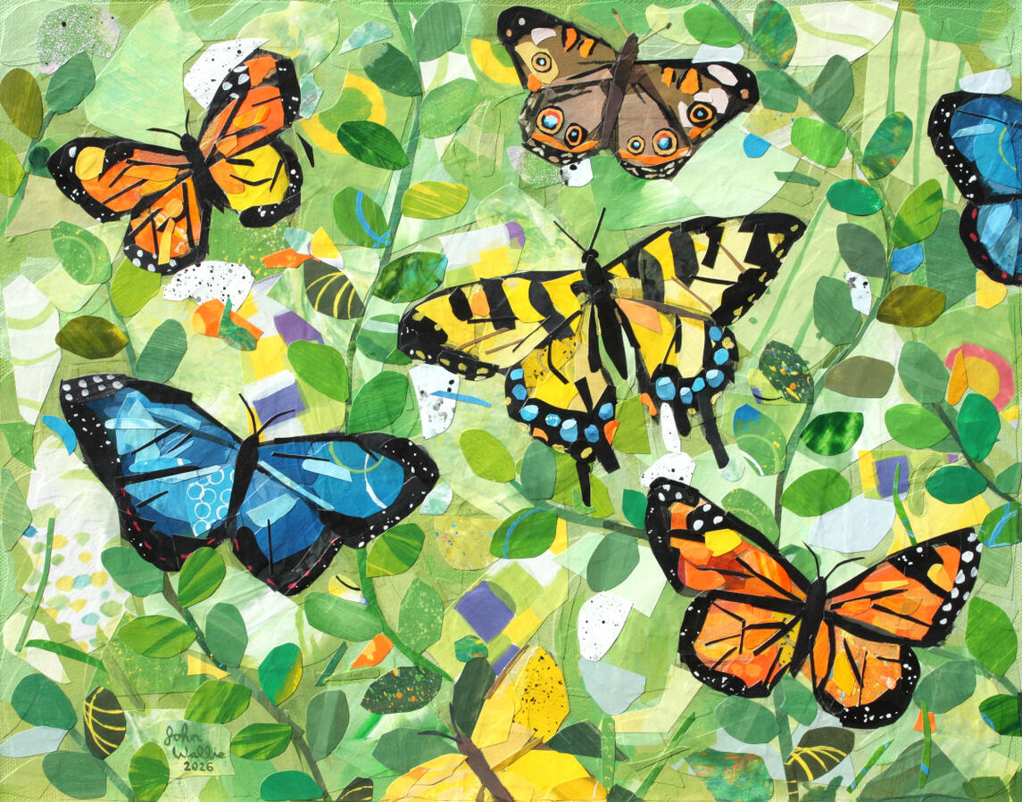 Collage of Several Butterflies